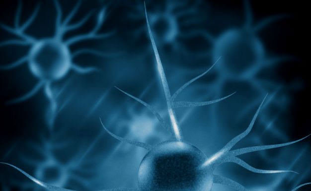 Novos neurônios até os 97 anos de idade