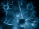 Novos neurônios até os 97 anos de idade