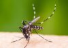 Aumento Alarmante: Brasil se Aproxima de 1 Milhão de Casos Prováveis de Dengue em 2024