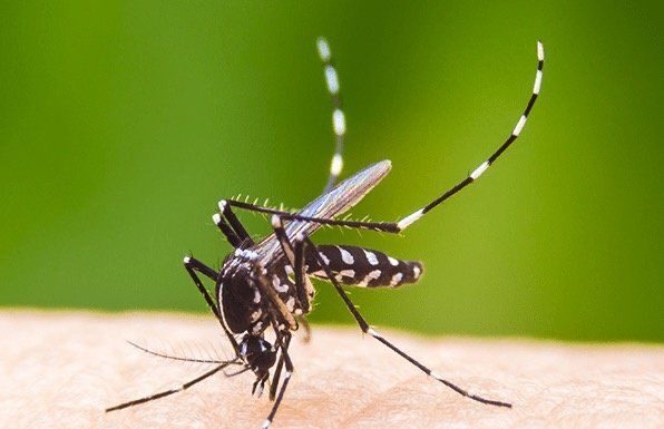 Aumento Alarmante: Brasil se Aproxima de 1 Milhão de Casos Prováveis de Dengue em 2024