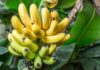 Como Plantar Bananas a Partir da Fruta: Um Guia Passo a Passo