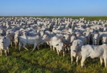 Boi na Bolsa de Valores: Uma Nova Perspectiva para o Mercado Pecuário