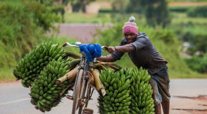“Superbananas”: A Inovação que Promete Combater a Desnutrição na África