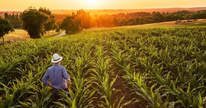 Aumento nas Vendas para o Agronegócio Impulsiona Setor e Economia