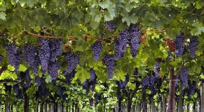 Benefícios das Uvas: Com e Sem Sementes – Qual a Melhor Opção?