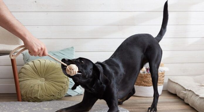 Descubra Curiosidades Fascinantes sobre Nossos Queridos Pets: